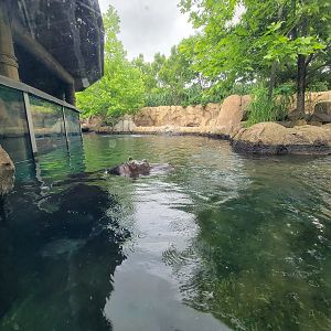 Cincinnati Zoo 5/22 - Hippo Cove, Bibbi