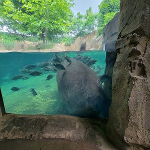 Cincinnati Zoo 5/22 - Hippo Cove, Bibbi