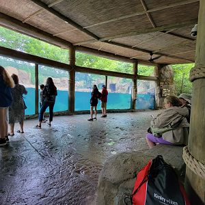 Cincinnati Zoo 5/22 - Hippo Cove