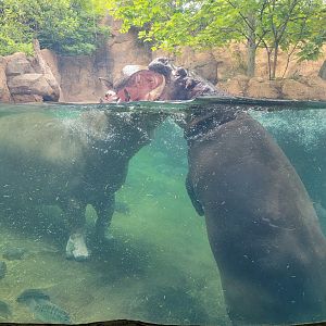 Cincinnati Zoo 5/22 - Hippo Cove, Tucker and Fiona