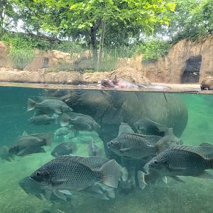Cincinnati Zoo 5/22 - Hippo Cove, Bibbi ignoring their nonsense
