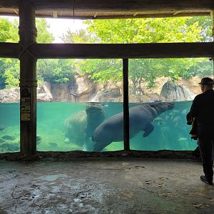 Cincinnati Zoo 5/22 - Hippo Cove, Fiona and Tucker