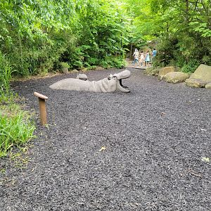 Cincinnati Zoo 5/22 - Africa, hippo statues for climbing
