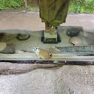 Cincinnati Zoo 5/22 - Africa, meerkats