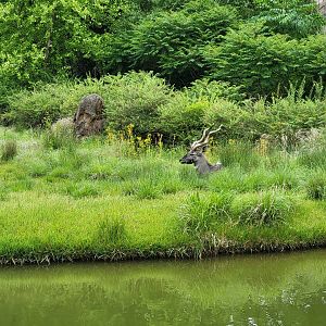 Cincinnati Zoo 5/22 - Africa, lesser kudu