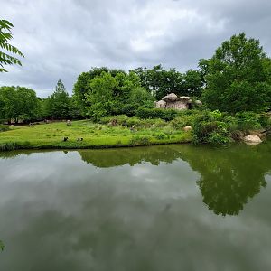 Cincinnati Zoo 5/22 - Africa, lesser kudu