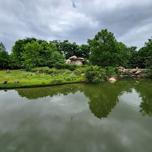 Cincinnati Zoo 5/22 - Africa, lesser kudu