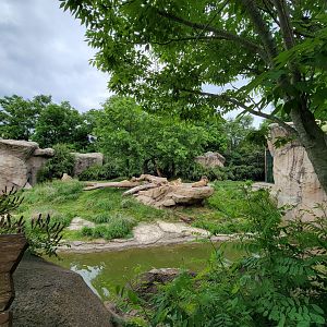 Cincinnati Zoo 5/22 - Africa, lions