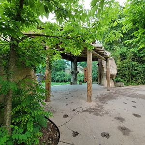 Cincinnati Zoo 5/22 - Africa, lions