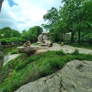 Cincinnati Zoo 5/22 - Africa, lions from window