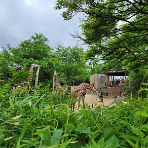 Cincinnati Zoo 5/22 - Africa, Giraffes