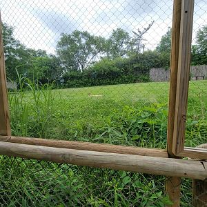 Cincinnati Zoo 5/22 - Cheetah Encounter, cheetah yard