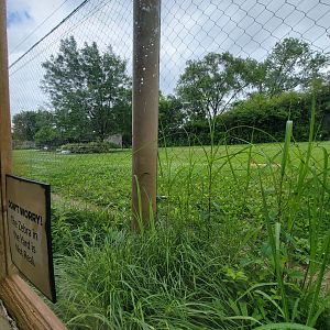 Cincinnati Zoo 5/22 - Cheetah Encounter, cheetah yard