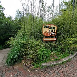 Cincinnati Zoo 5/22 - Giraffe Ridge