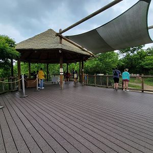 Cincinnati Zoo 5/22 - Giraffe Ridge, feeding platform