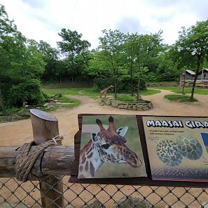 Cincinnati Zoo 5/22 - Giraffe Ridge