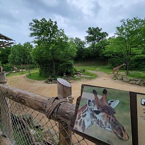 Cincinnati Zoo 5/22 - Giraffe Ridge