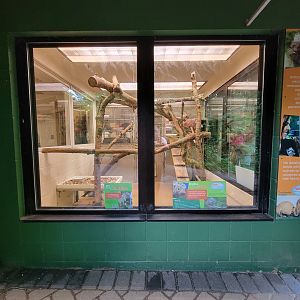 Cincinnati Zoo 5/22 - Spaulding Children's Zoo, Rico the prehensile-tailed porcupine