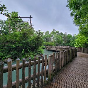 Cincinnati Zoo 5/22 - Gibbon Island, Siamang