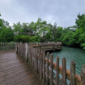 Cincinnati Zoo 5/22 - Gibbon Island, Siamang