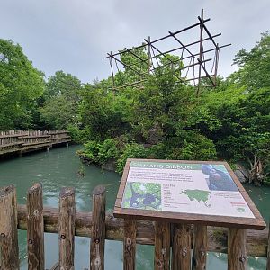 Cincinnati Zoo 5/22 - Gibbon Island, Siamang