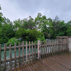 Cincinnati Zoo 5/22 - Gibbon Island, buff-cheeked gibbon
