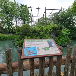 Cincinnati Zoo 5/22 - Gibbon Island, buff-cheeked gibbon