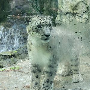 Cincinnati Zoo 5/22 - Cat Canyon, snow leopard