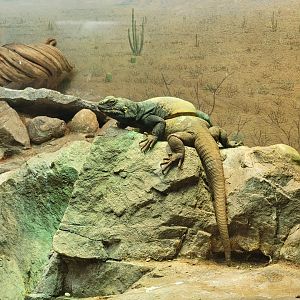 Cincinnati Zoo 5/22 - When you and your buddy want to go different ways...