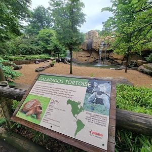 Cincinnati Zoo 5/22 - Galapagos tortoises