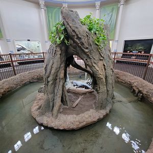 Cincinnati Zoo 5/22 - Chinese alligators