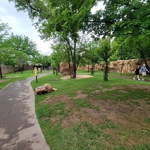 Cincinnati Zoo 5/22 - Roo Valley, kangaroo walk-through