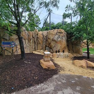 Cincinnati Zoo 5/22 - Roo Valley, little blue penguin statue