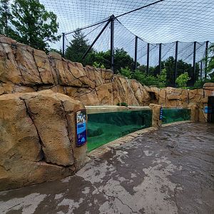 Cincinnati Zoo 5/22 - Roo Valley, little blue penguin exhibit