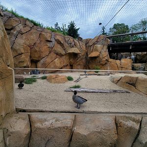 Cincinnati Zoo 5/22 - Roo Valley, little blue penguin exhibit