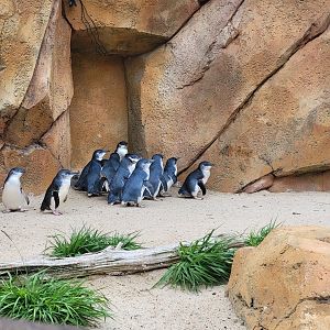 Cincinnati Zoo 5/22 - Roo Valley, little blue penguin exhibit