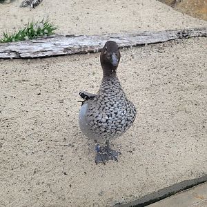 Cincinnati Zoo 5/22 - Roo Valley, little blue penguin exhibit, a very friendly duck :)
