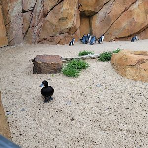 Cincinnati Zoo 5/22 - Roo Valley, little blue penguin exhibit