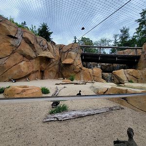 Cincinnati Zoo 5/22 - Roo Valley, little blue penguin exhibit