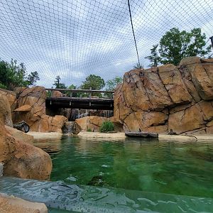 Cincinnati Zoo 5/22 - Roo Valley, little blue penguin exhibit