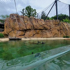 Cincinnati Zoo 5/22 - Roo Valley, little blue penguin exhibit
