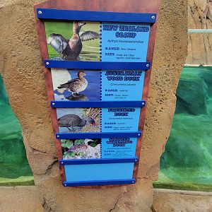 Cincinnati Zoo 5/22 - Roo Valley, little blue penguin exhibit, duck species