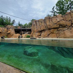 Cincinnati Zoo 5/22 - Roo Valley, little blue penguin exhibit