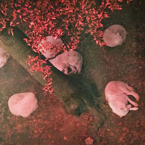 Wolfs sleeping at night