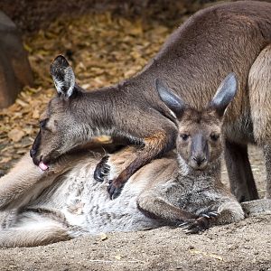 Kangaroo Island Kangaroos