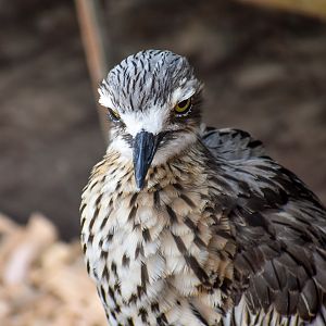 Bush Stone-Curlew