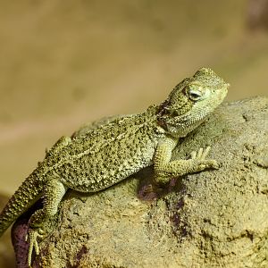 Pygmy Bearded Dragon