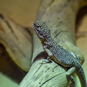 Central Netted Dragon