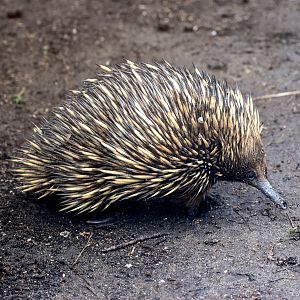 Short-beaked Echidna