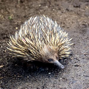 Short-beaked Echidna